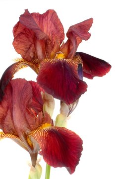 Iris closeup against white background isolated