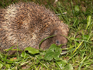 hegdehog
