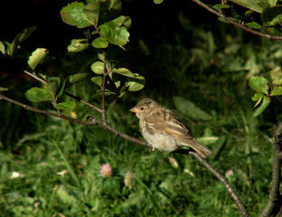 Sparrow