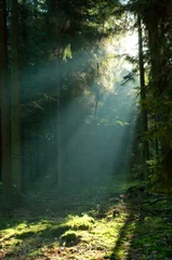 Fotobehang Misty morning in coniferous forest © Aleksander Bolbot