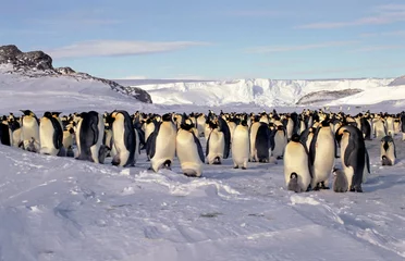 Fototapete Pinguin Kaiserkolonie mitten im Winter