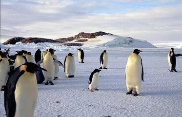 Papier Peint photo autocollant Pingouin La différence entre manchot adélie et empereur
