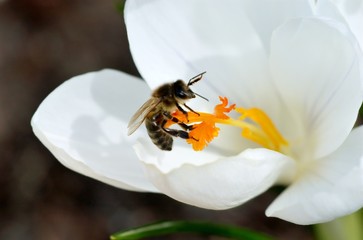 White crocus and bee closeup against dark background
