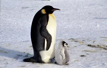 Photo sur Plexiglas Pingouin Gros poussin et papa