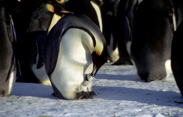 Manchot empereur poussin 