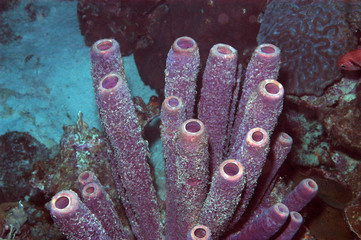 Purple tube spnge, Bonaire.