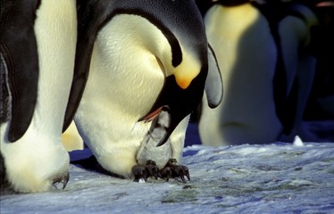 Béqué Langue Manchot Empereur 