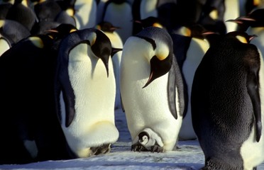 M&acirc;les Empereurs avec leur poussin