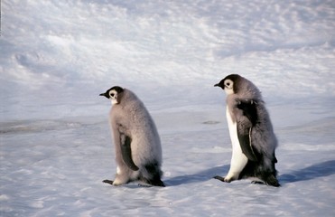 Obraz premium 2 manchtots empereurs juveniles en mue