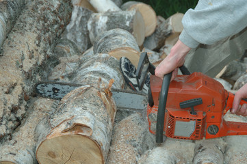 Birch log chainsaw cutting