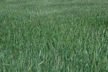 Young rye crop