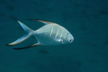 Palometa underwater at Bonaire, Netherlands Antilles. 