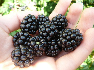 Blackberries
