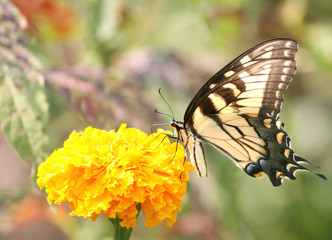 Swallowtail Butterfly