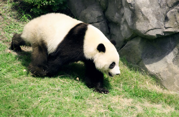 Obraz premium Panda Bear Walking