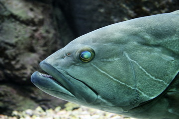 Poisson en aquarium