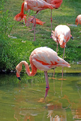 Pink Flamingos