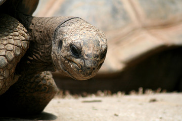 Tortoise Stares me down