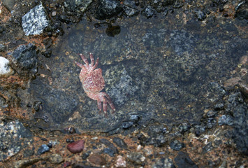 Crab For a Swim