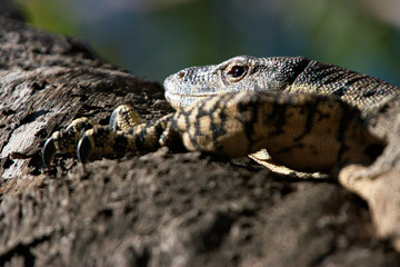 climbing goanna