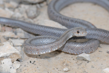 Bairds Rat Snake