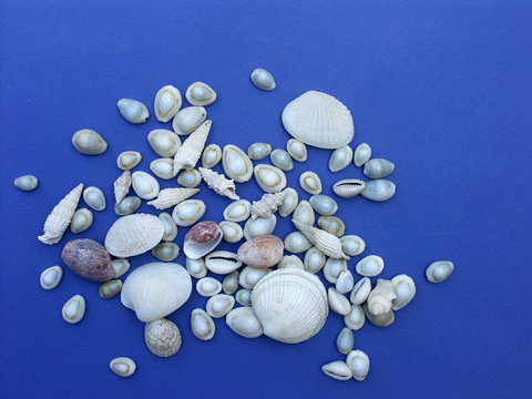 coquillages