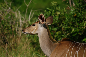 female kudu