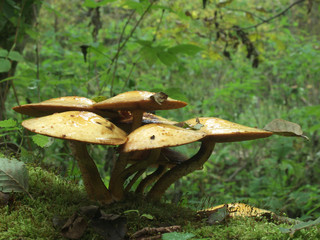 Bunch of fungi