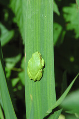 European tree frog(Hyla arborea)