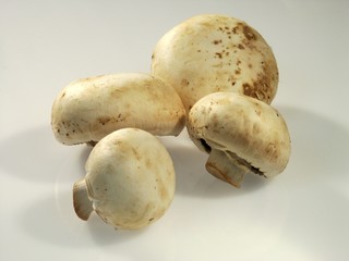 agaric, field mushroom,shampignon, food, vegetable, healthy