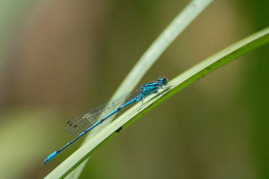 agrion