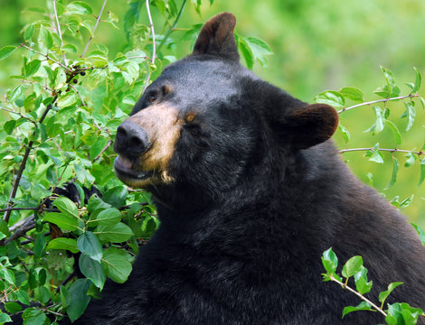 Black Bear