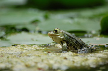 grenouille