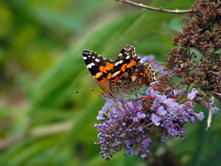 papillon