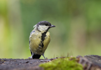 coal tit