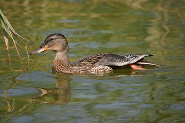 Duck on the water - 4224824