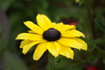 SONY DSC