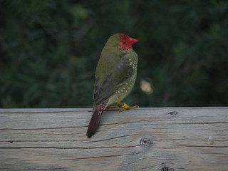 star finch