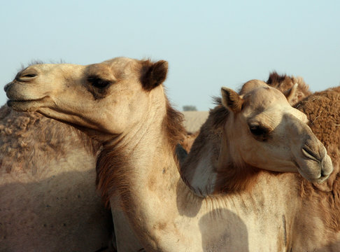 Hugging Camels