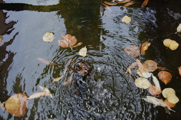 Blätter im Brunnenwasser