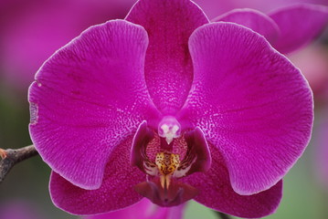 Fototapeta na wymiar Orchideenblüte
