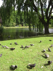 London - Hyde Park