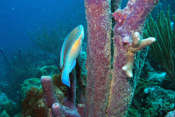 Princess parrotfish with purple tube sponges, Bonaire.