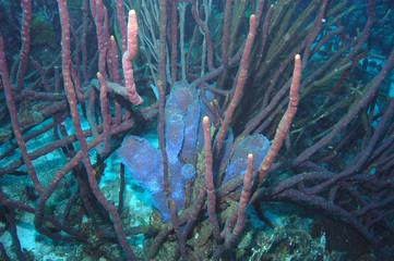 Azure vase sponges underwater in Bonaire.