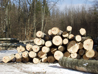 Pile of timber