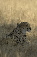 Lone Cheetah sitting in the grass