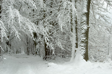 Snowy forest road