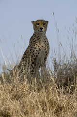 Lone Cheetah sitting in the grass