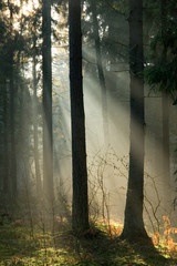 Sunrise and forest