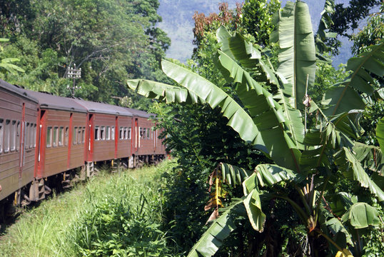 Train and bananas